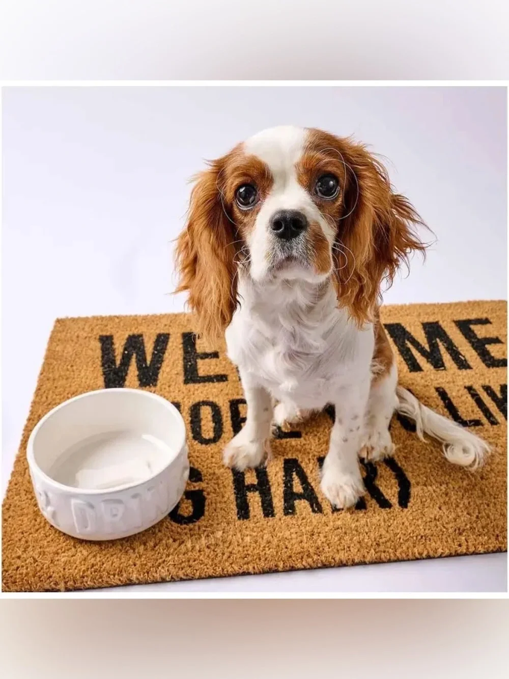 NWT Mud Pie Dinner & Drinks Cermamic Dog Bowl Set